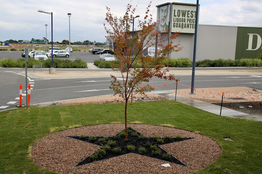 A Japanese maple in a garden bed shaped liked the Texan star has been planted as a memorial for the victims.
