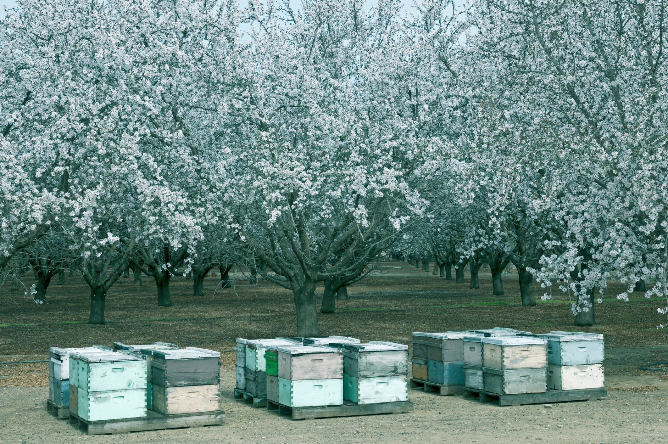 US Honeybees in steep decline