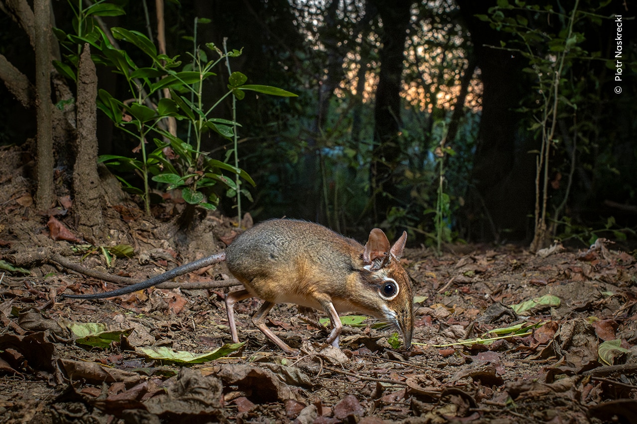 A rarely seen four-toed sengi forages for food among the leaf litter