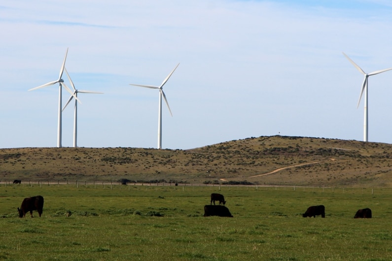 Cattle grazing near wind turbines near Portland, in south west Victoria.