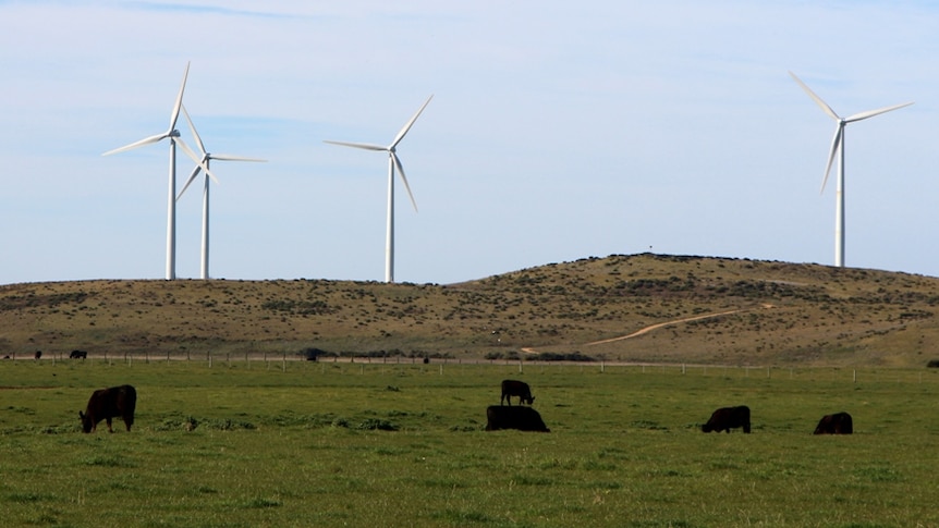 Cattle grazing below wind turbines