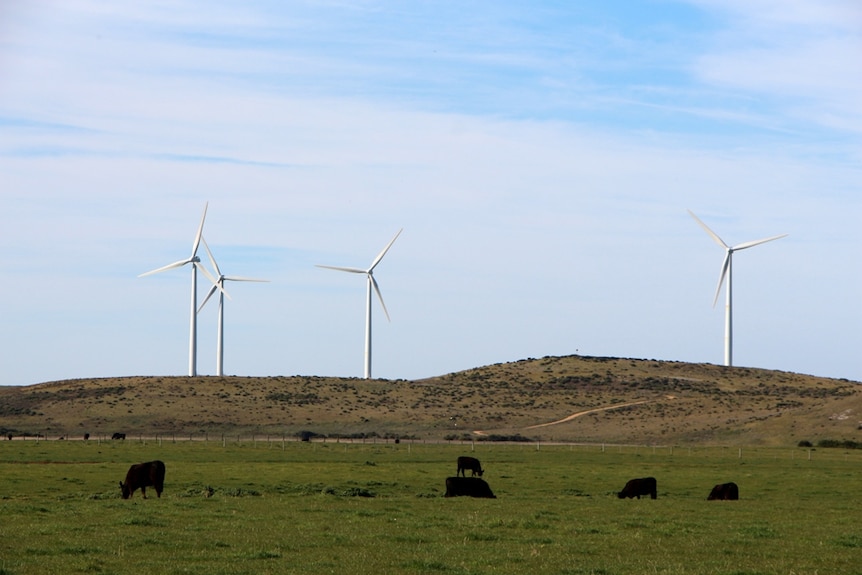 Cattle grazing below wind turbines