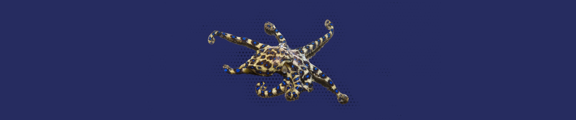 An octopus with blue ring patterns on its skin.