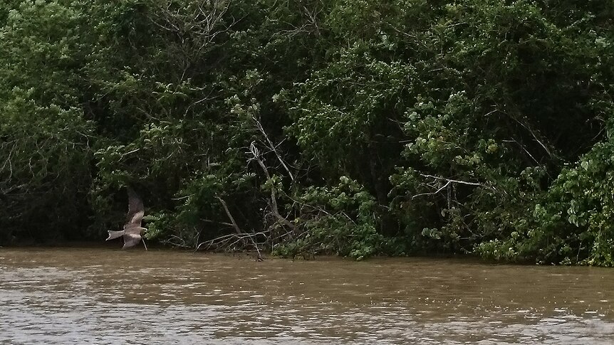 Rain falls on the Adelaide River in the Northern Territory as a kite flies past