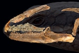 A lizard skull with a dark image behind it of a modern skink.
