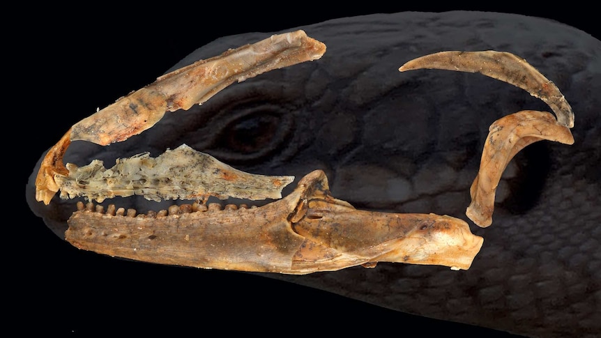 A lizard skull with a dark image behind it of a modern skink.