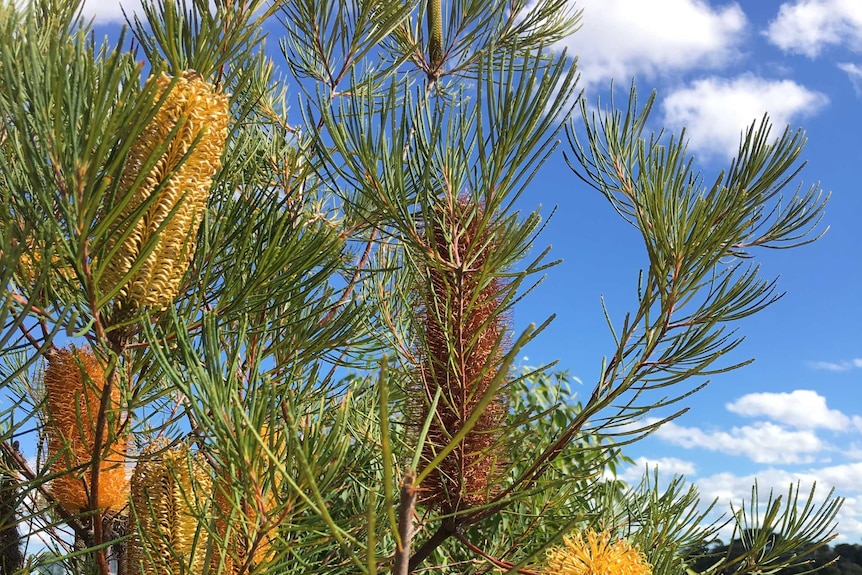Yellow blooms of the hairpin banksia (Banksia spinulosa.
