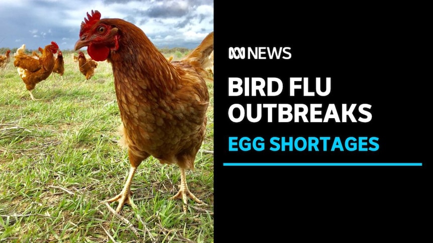 Bird Flu Outbreaks, Egg Shortages: Brown feathered chicken at free range chicken farm.