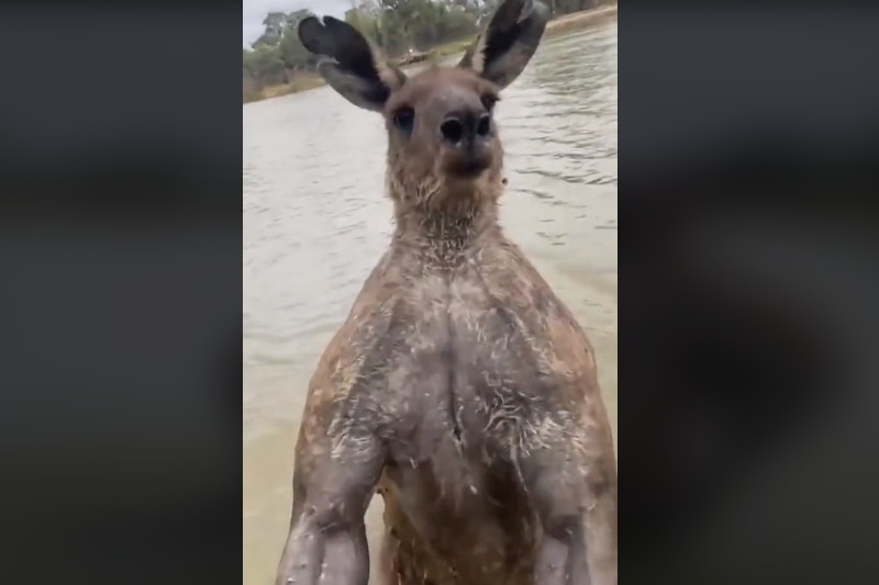 A kangaroo in a river
