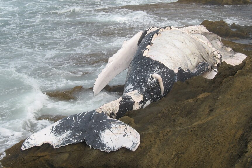 Carcass of a humpback whale at Warrnambool Victoria