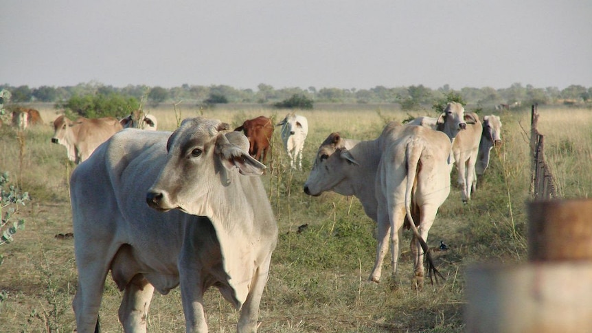A cow stands in the forefront of the picture.