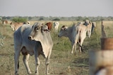 Kimberley cattle near fence