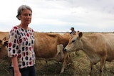 A woman stands in a paddock in front of dairy cows