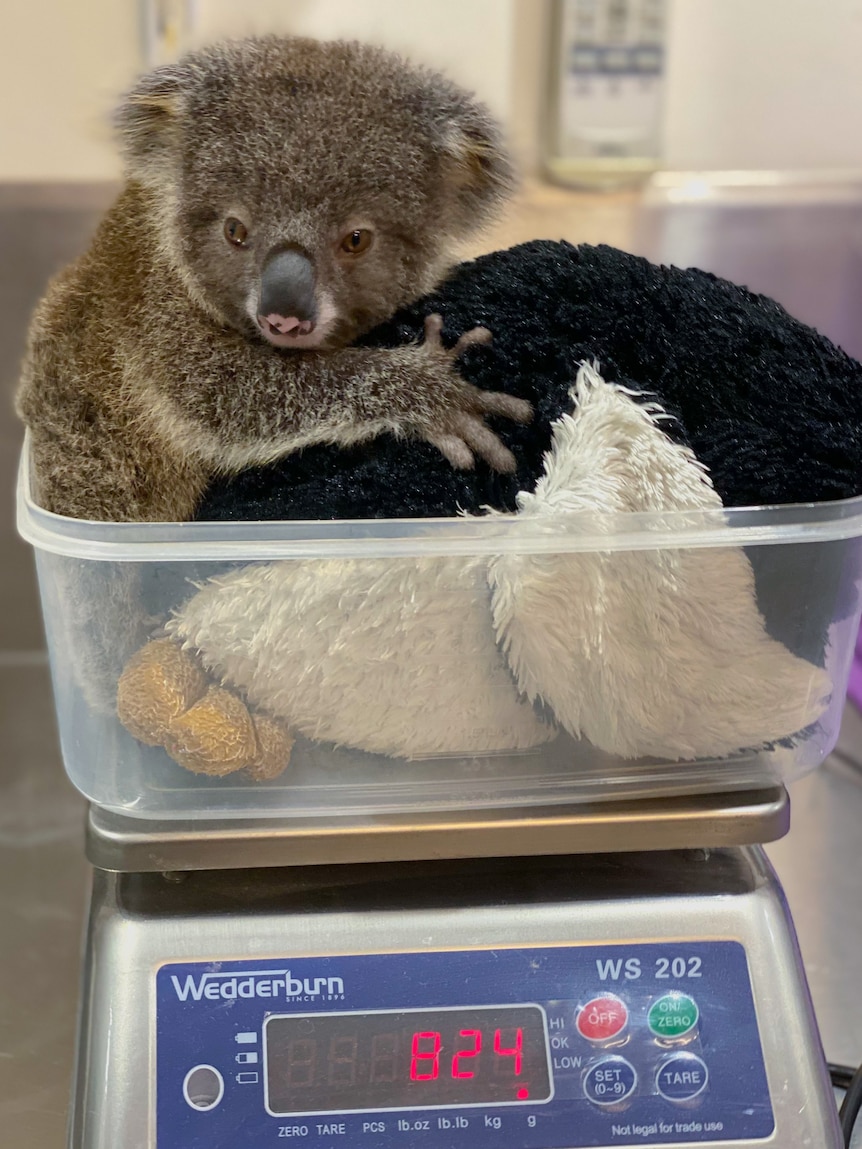 A baby koala sits in a plastic tub with a towel on a weighing machine