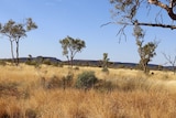Pastoral land in Central Australia with a mountain range in the background.