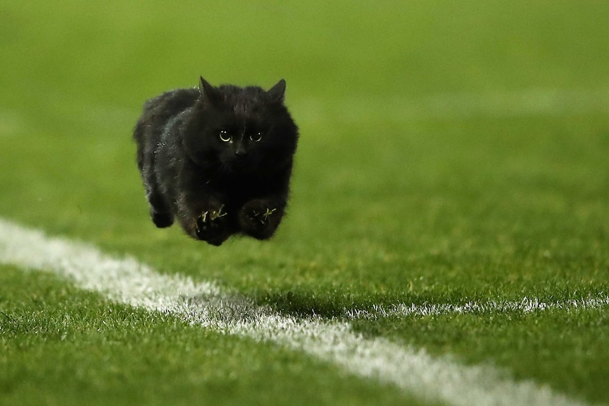 Black cat invades field during Panthers Sharks clash