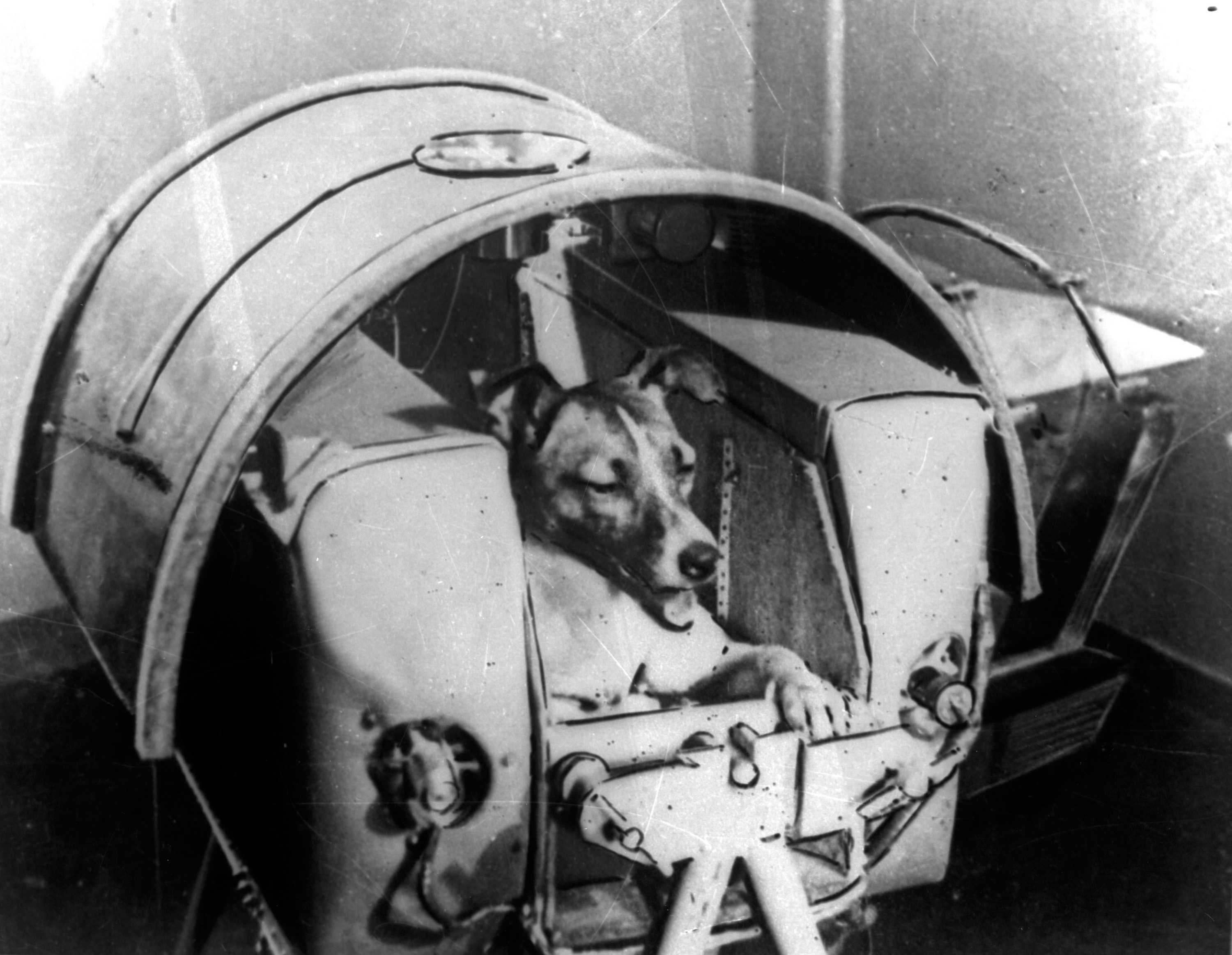 Laika: The story of the first dog sent into space