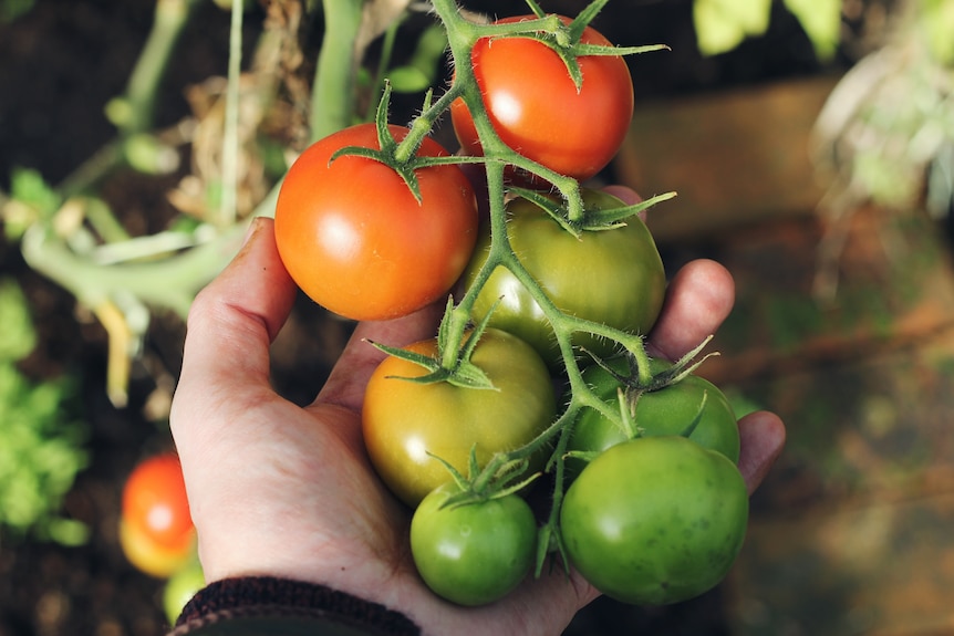 A hand holds a bunch of tomatoes, some red and some still green, on a bush