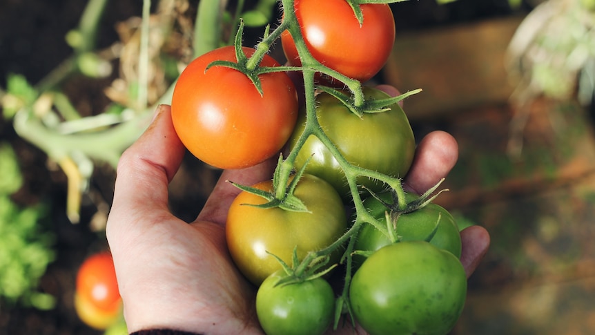 A hand holds a bunch of tomatoes, some red and some still green, on a bush