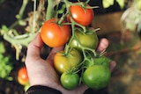 A hand holds a bunch of tomatoes, some red and some still green, on a bush