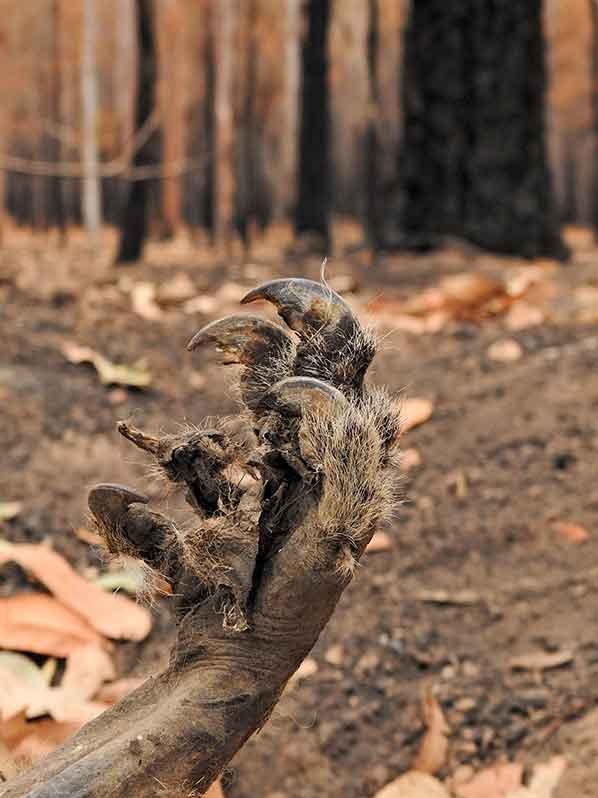 The claw of a dead koala.