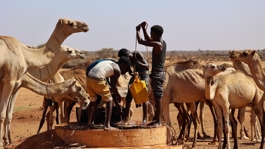 Camels drink at a well.
