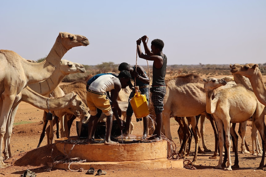 Camels drink at a well.