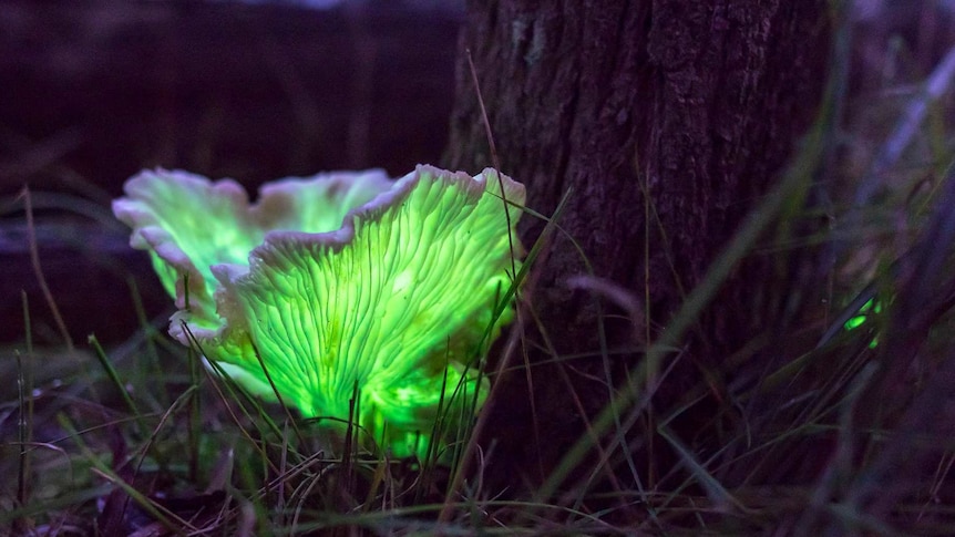A mushroom shaped like a curled lettuce leaf glows green in the dark at the base of a tree.