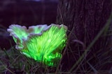 A mushroom shaped like a curled lettuce leaf glows green in the dark at the base of a tree.