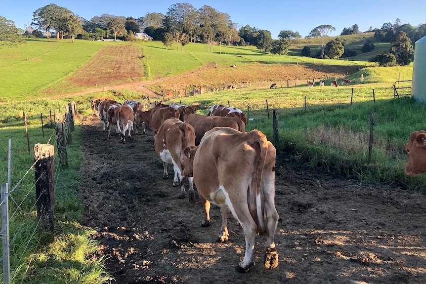 Cows head down the hill towards rolling hills.