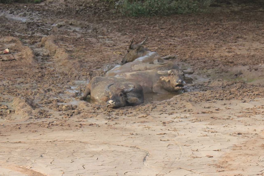 Buffalo wallowing in a mud pool in East Timor