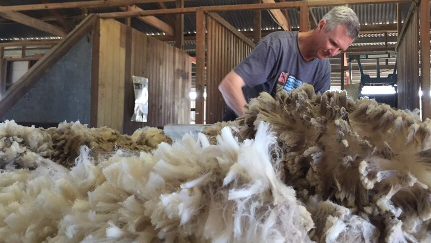 Scott Counsell inspects wool in the Dunblane shearing shed.