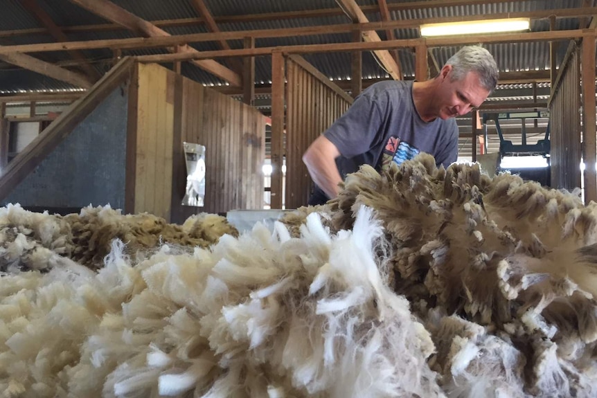 Scott Counsell inspects wool in the Dunblane shearing shed.
