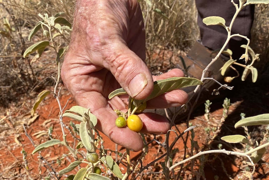 An old and wrinkly hand holding a golden bush tomatoes in the palm.