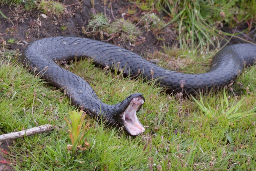 Tiger snake on Maria Island, Tasmania