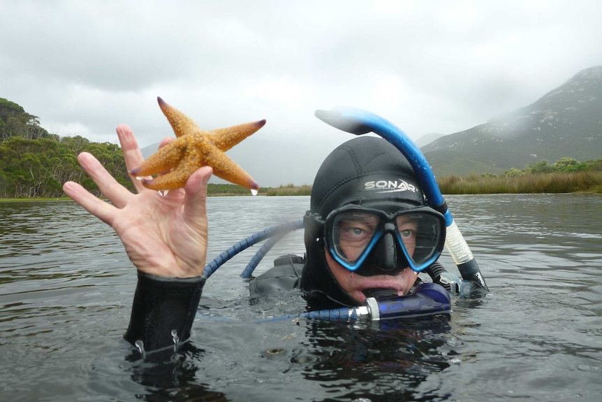 Parks Victoria Marine Ranger Chris Hayward holds up a northern pacific sea star in Wilsons Prom.