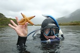 Parks Victoria Marine Ranger Chris Hayward holds up a northern pacific sea star in Wilsons Prom.