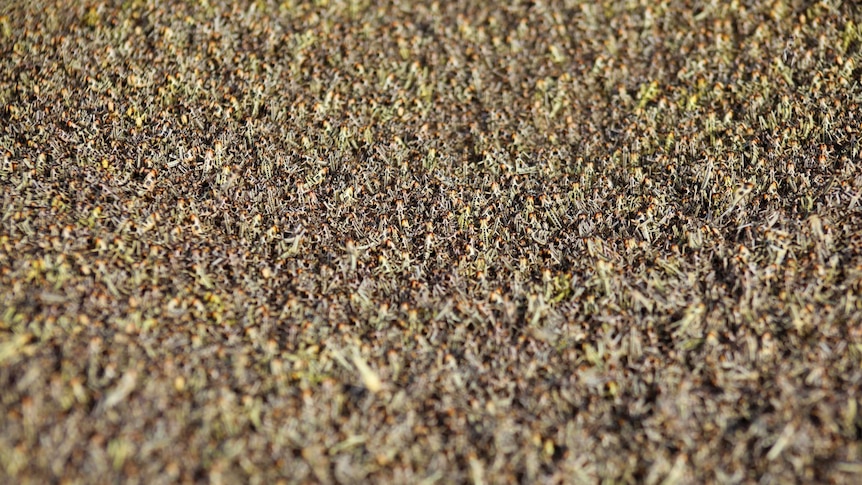 Desert locusts cover the ground