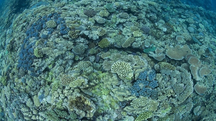 Wide angle photo of a healthy reef with lots of branching corals