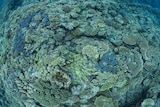 Wide angle photo of a healthy reef with lots of branching corals