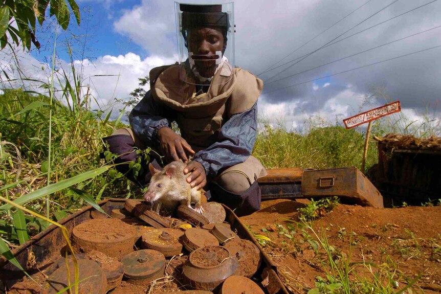 A HeroRat with handler and some of the landmines detected.