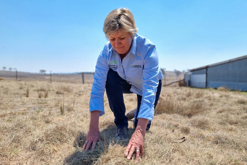 A woman in a blue shirt kneels in a paddock looking at grass.