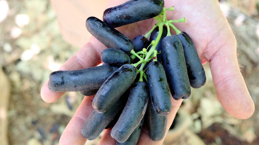 Виноград капли луны описание сорта фото отзывы Виноград капли луны описание сорта фото отзывы