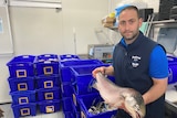 A man holds a large fish in his hands. He's surrounded by blue crates