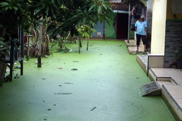 A man stands next to bright green floodwaters