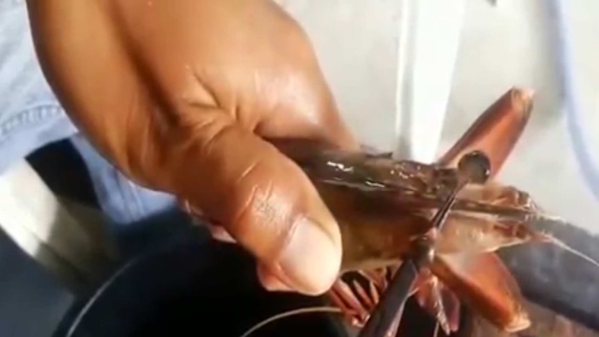 A sharp instrument is being used to slice open and remove the eye of a live prawn.