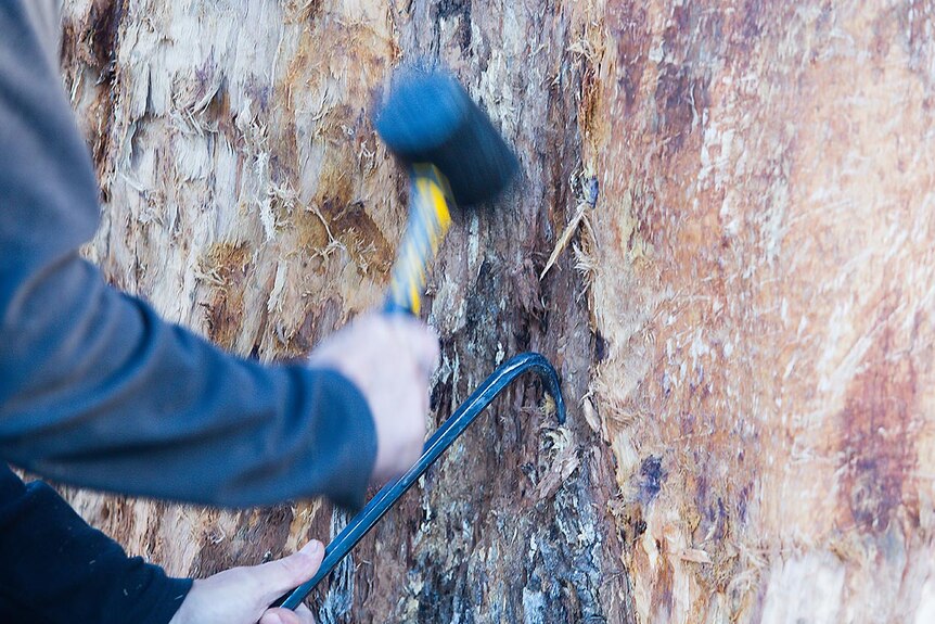 Preparing the tree