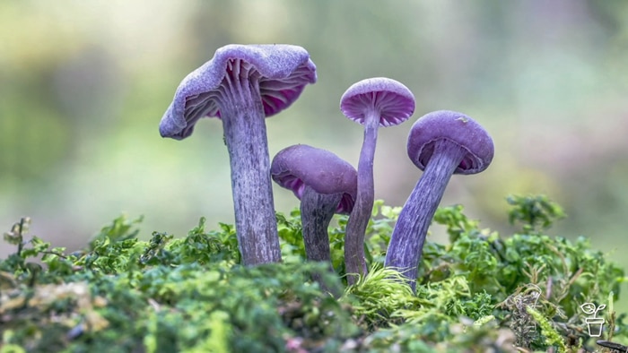Purple mushrooms growing through lichen