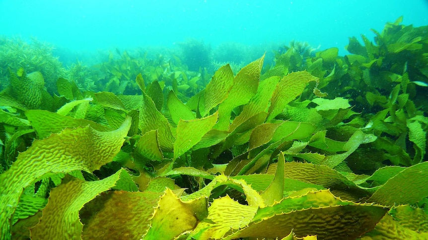 Rocky Reef with high kelp off Adelaide