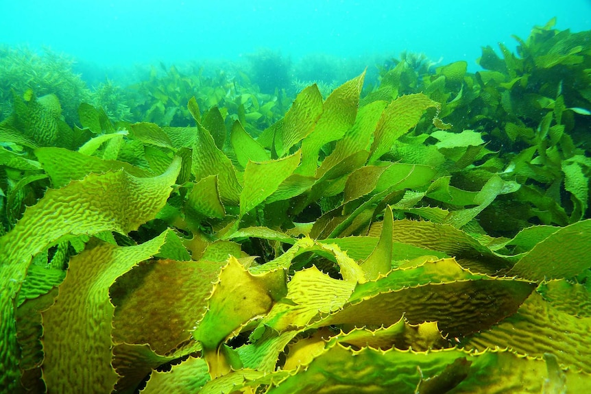 Rocky Reef with high kelp off Adelaide